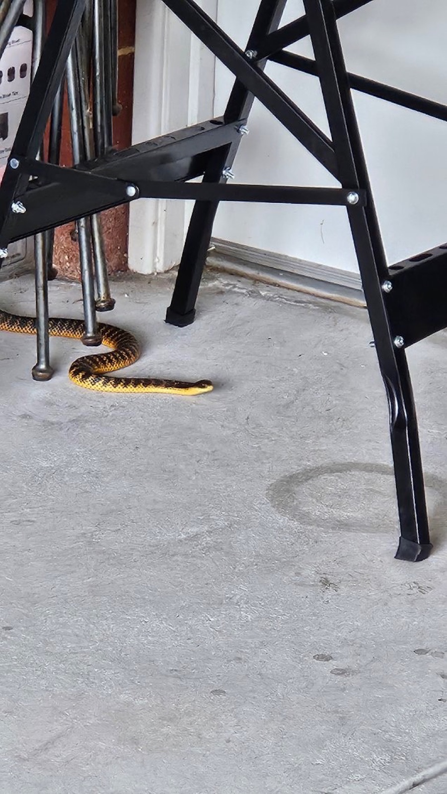 The tiger snake