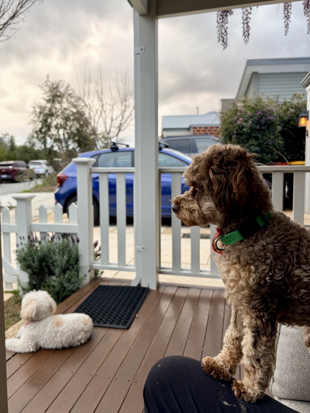 Our dog keeping watch on the porch