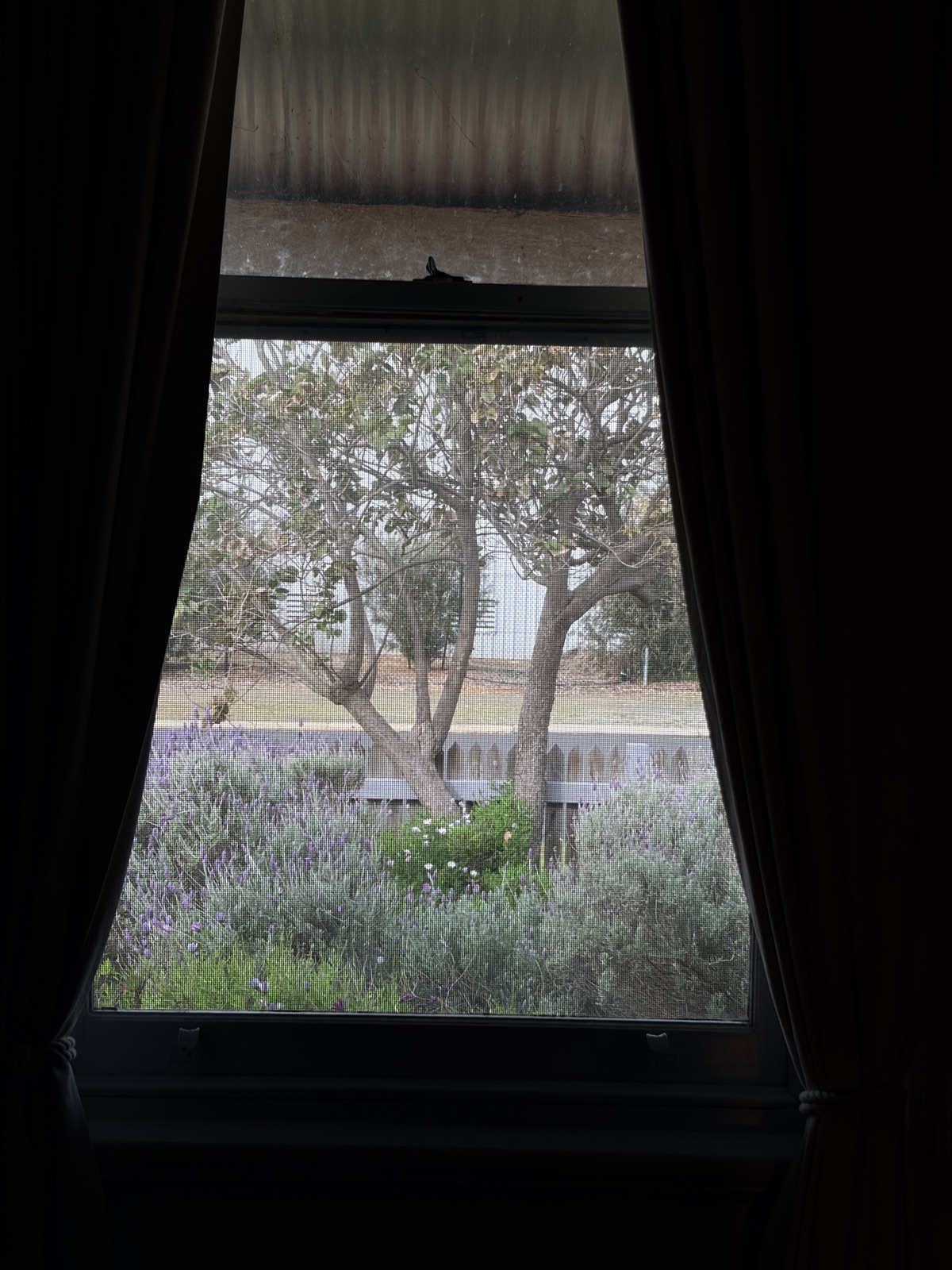 The view from our window, lavender in bloom